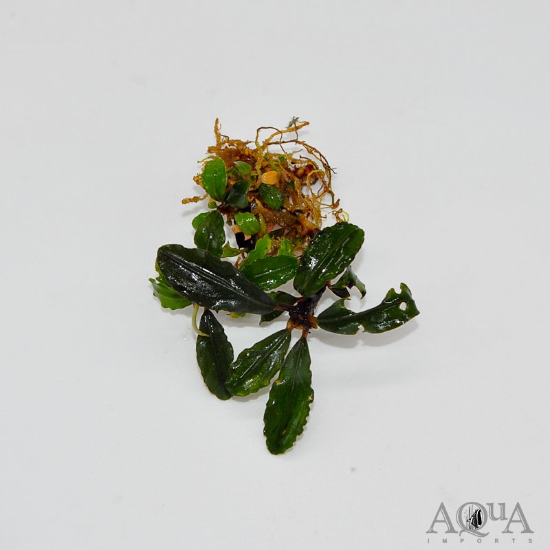 Bucephalandra Lamandau Round