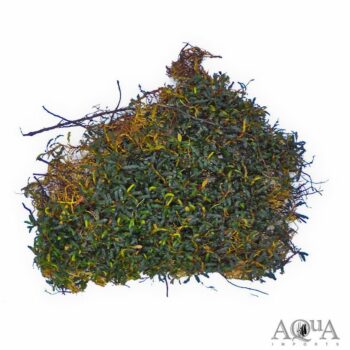 Bucephalandra 'Mini Catherine'