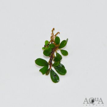 Bucephalandra Mini Coin
