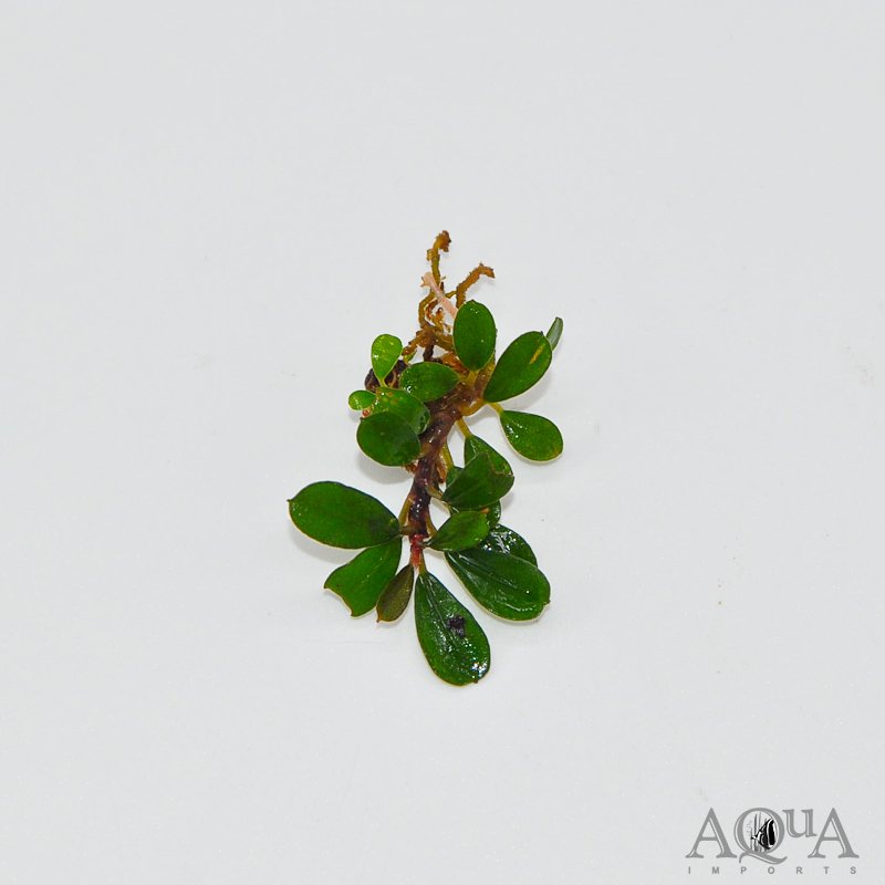 Bucephalandra Mini Coin