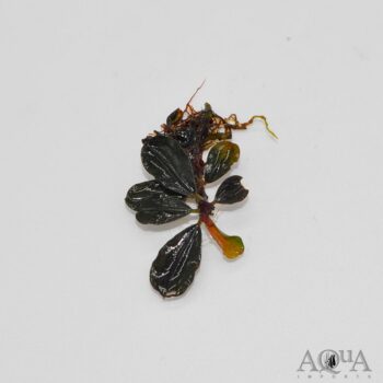 Bucephalandra Mini Hades