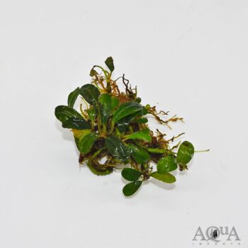 Bucephalandra Mini Venus