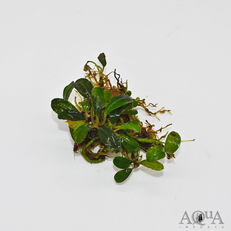 Bucephalandra Mini Venus