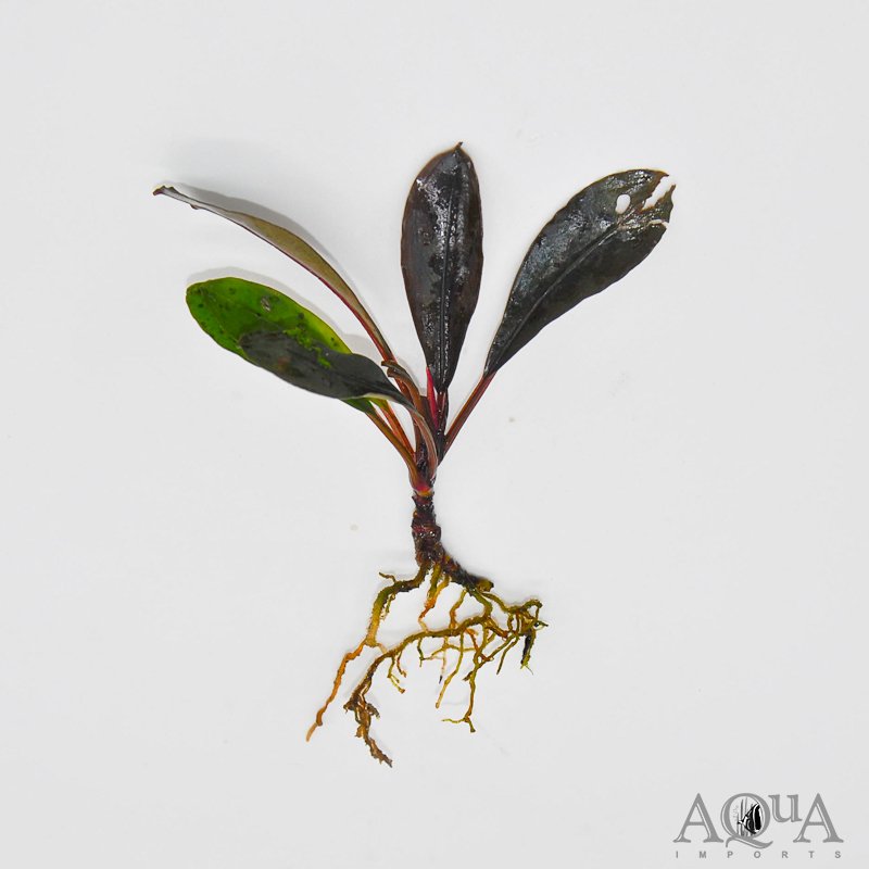 Bucephalandra Paris