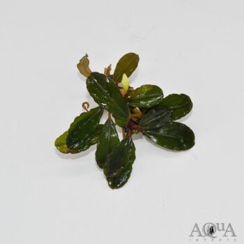 Bucephalandra Red Purple