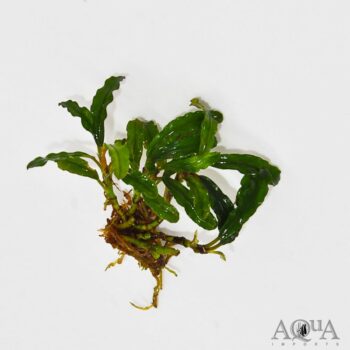 Bucephalandra Silver Aurora