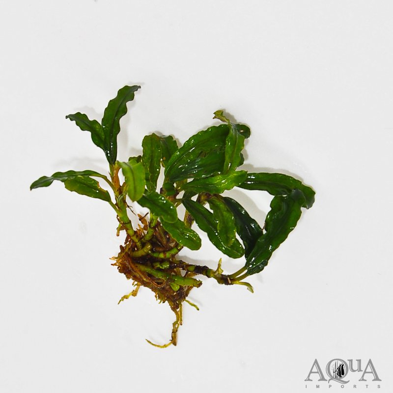 Bucephalandra Silver Aurora