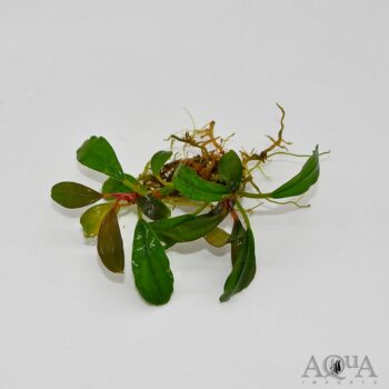 Bucephalandra Venus