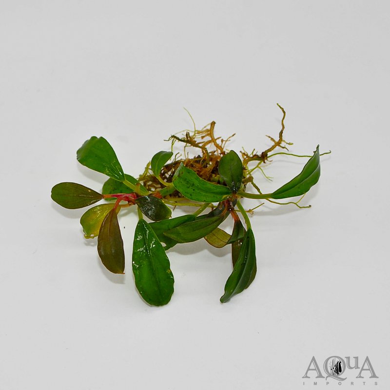 Bucephalandra Venus