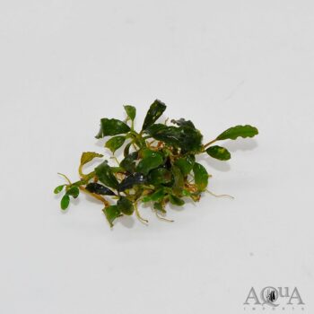 Bucephalandra Wavy Leaf