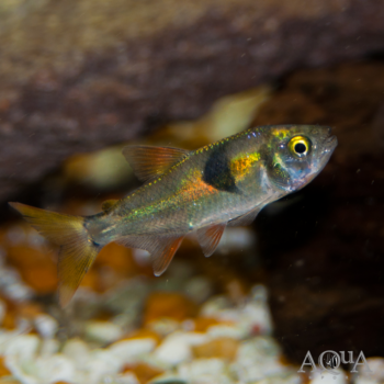 Bucktooth Tetra (Exodon paradoxus)