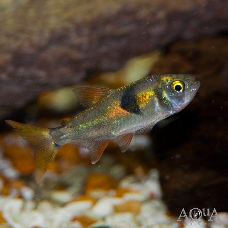 Bucktooth Tetra (Exodon paradoxus)