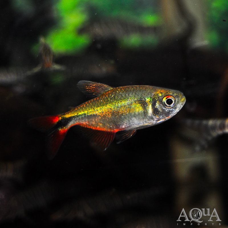 Buenos Aires Tetra (Hyphessobrycon anisitsi)