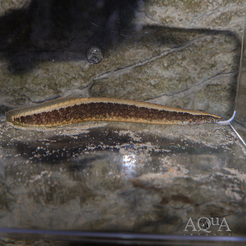 Buff Back Spiny Eel (Macrognathus maculatus)