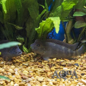 Buffalo Head Cichlid (Steatocranus casuarius)