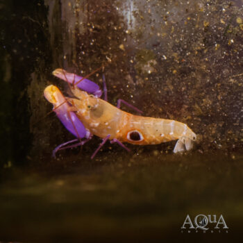 Bullseye Pistol Shrimp (Alpheus soror)