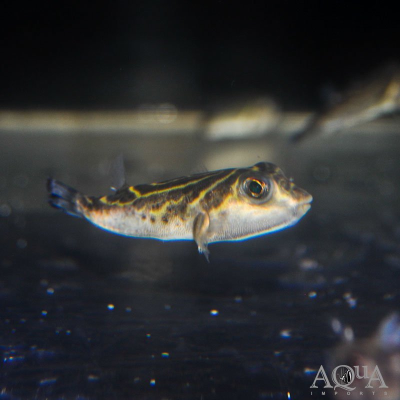 Bullseye Puffer (Sphoeroides annulatus)