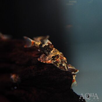 Bumblebee Oto (Rhinotocinclus isabelae)
