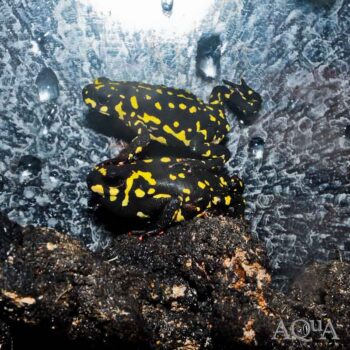 Bumble Bee Toad (Melanophryniscus stelzneri)