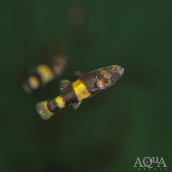 Bumblebee Goby (Brachygobius doriae)