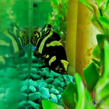 Bumblebee Grouper (Epinephelus lanceolatus)