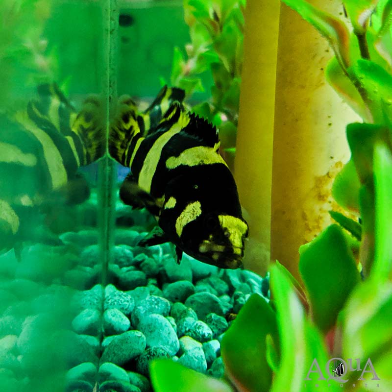 Bumblebee Grouper (Epinephelus lanceolatus)