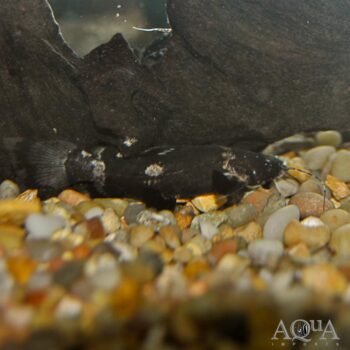 Bumblebee Jelly Catfish (Batrochoglanis cf. raninus)