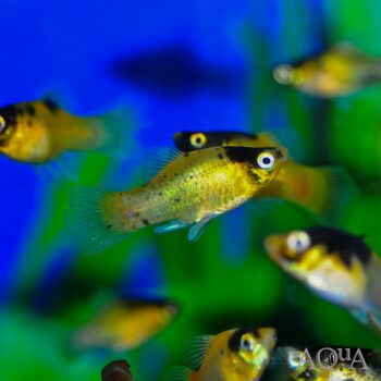 Bumblebee Platy (Xiphophorus maculatus)