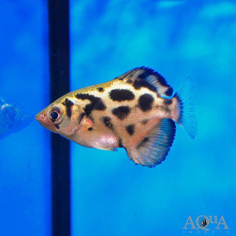 Burmese Clouded Archer (Toxotes blythii)
