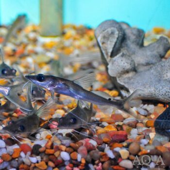 Burmese Shovelnose Catfish (Sperata acicularis)