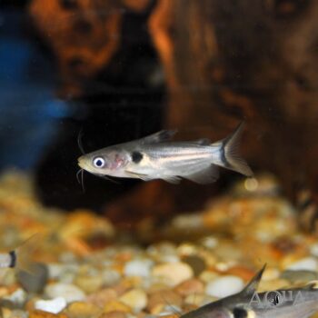 Sun Catfish (Horabagrus brachysoma)