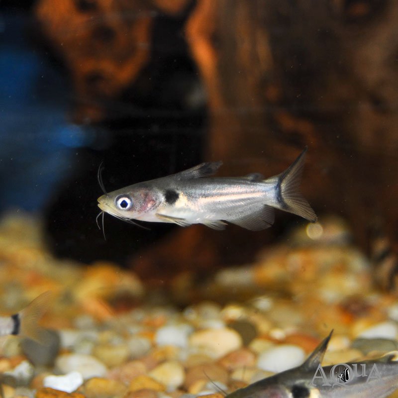 Sun Catfish (Horabagrus brachysoma)