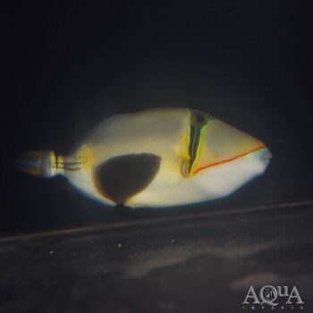Bursa Triggerfish (Rhinecanthus verrucosus)