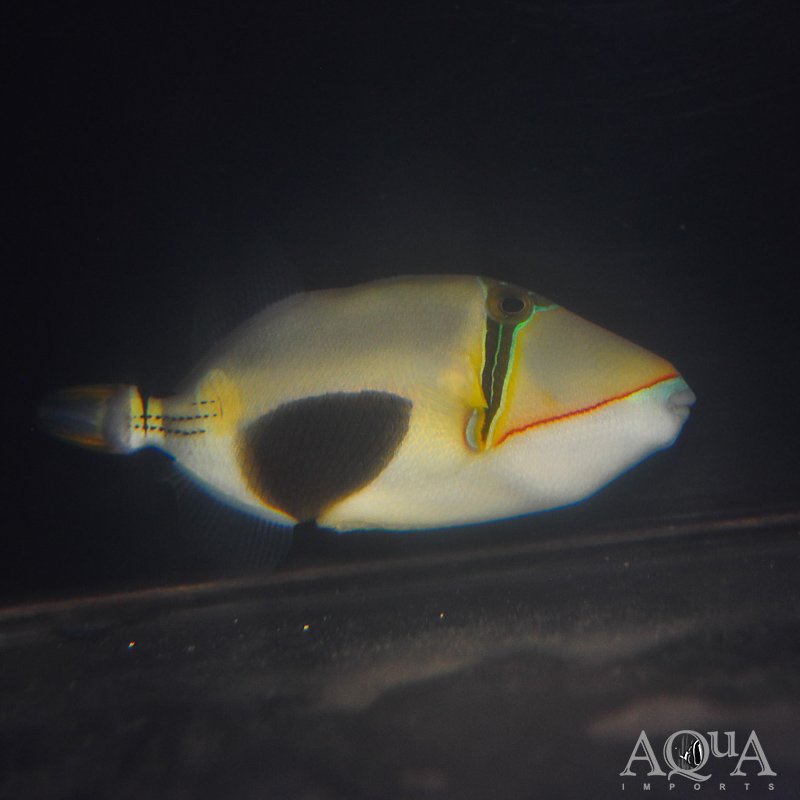 Bursa Triggerfish (Rhinecanthus verrucosus)