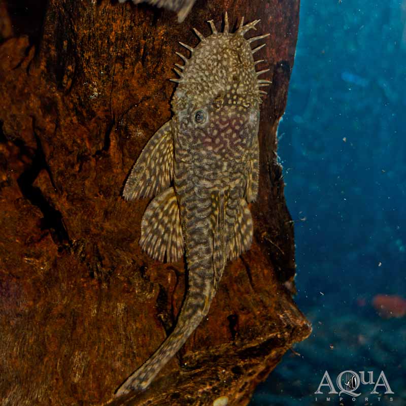Bristlenose Pleco (Ancistrus sp.)