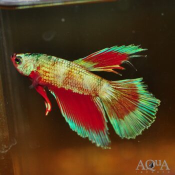 Butterfly Halfmoon Betta Male (Betta splendens)