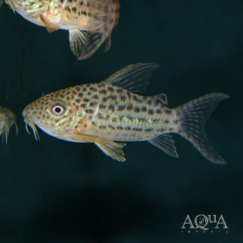 C068 Crystal Cory (Brochis sp. C068)