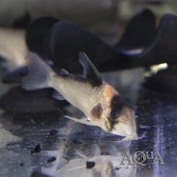 C121 Blushing Adolfoi Cory (Hoplisoma sp. C121)