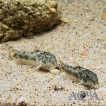 C125 Aspidoras Cat (Aspidoras spilotus)