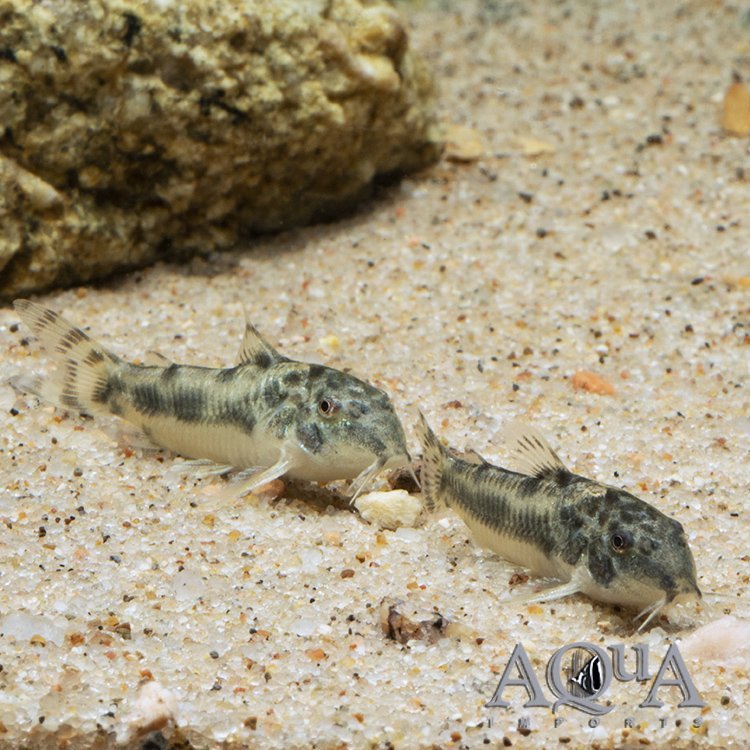 C125 Aspidoras Cat (Aspidoras spilotus)