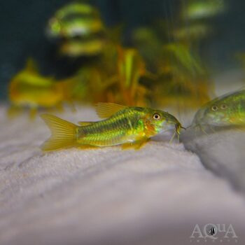 CW009 Green Laser Cory (Osteogaster sp. "green laser")