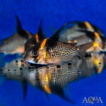 CW027 Highfin Spotted Cory (Hoplisoma sp. "CW027")