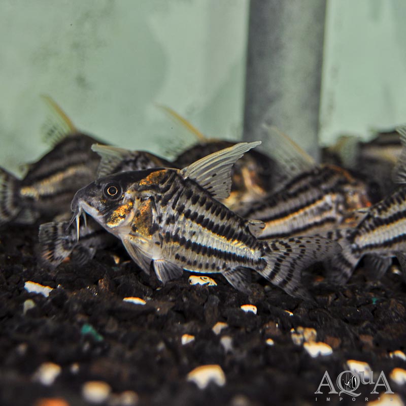 CW028 Super Schwartzi Cory (Hoplisoma sp. 'cw028')