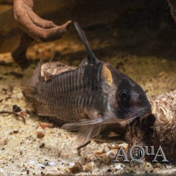 CW045 "False Armatus" Cory (Hoplisoma colossus)