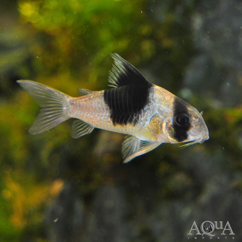 CW051 New Panda Cory (Hoplisoma sp. "CW051")