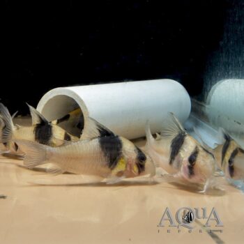 CW049 Black Diamond Cory (Hoplisoma sp. "CW049")