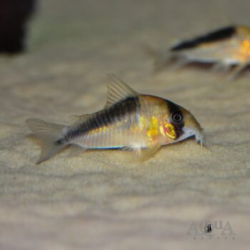 CW107 Cory (Hoplisoma sp. CW107)