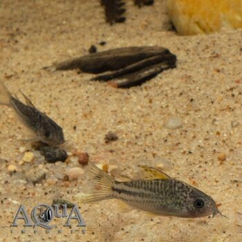 C123 Peru Yellow Cory (Gastrodermus sp. 'c123')
