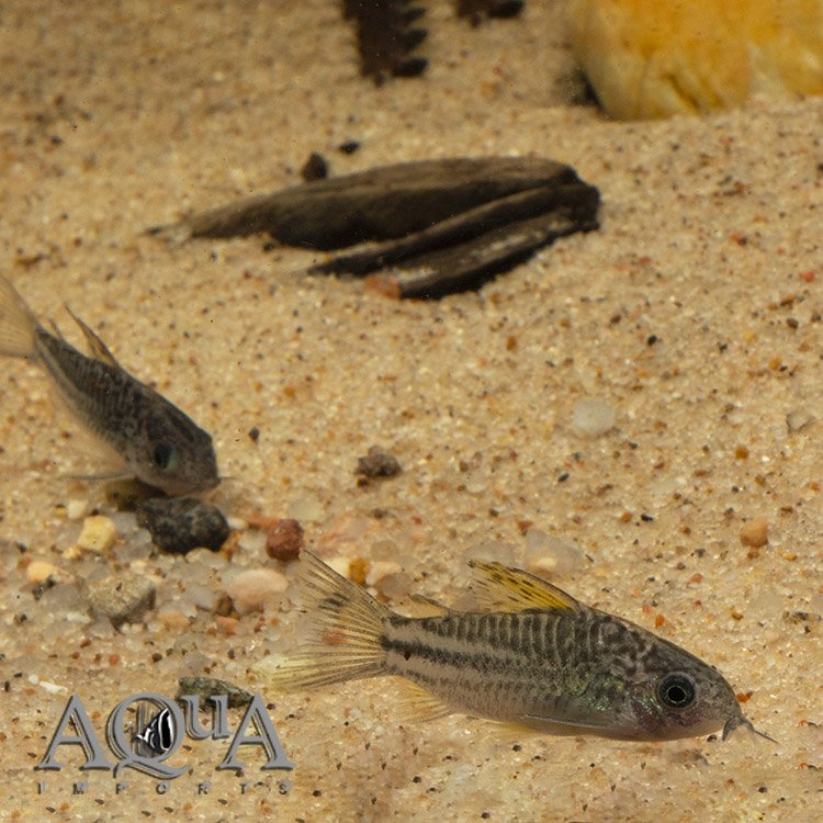 C123 Peru Yellow Cory (Gastrodermus sp. 'c123')