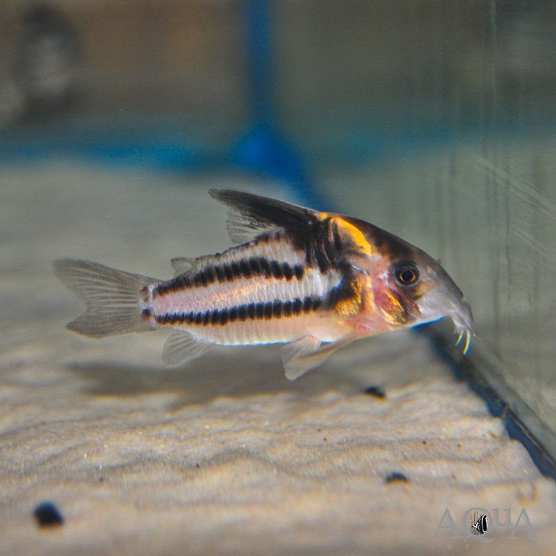 CW127 Super Parallelus Cory (Hoplisoma sp. CW127)